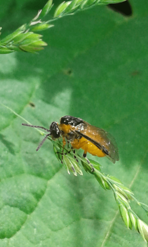 Tenthredinidae : Athalia sp.?